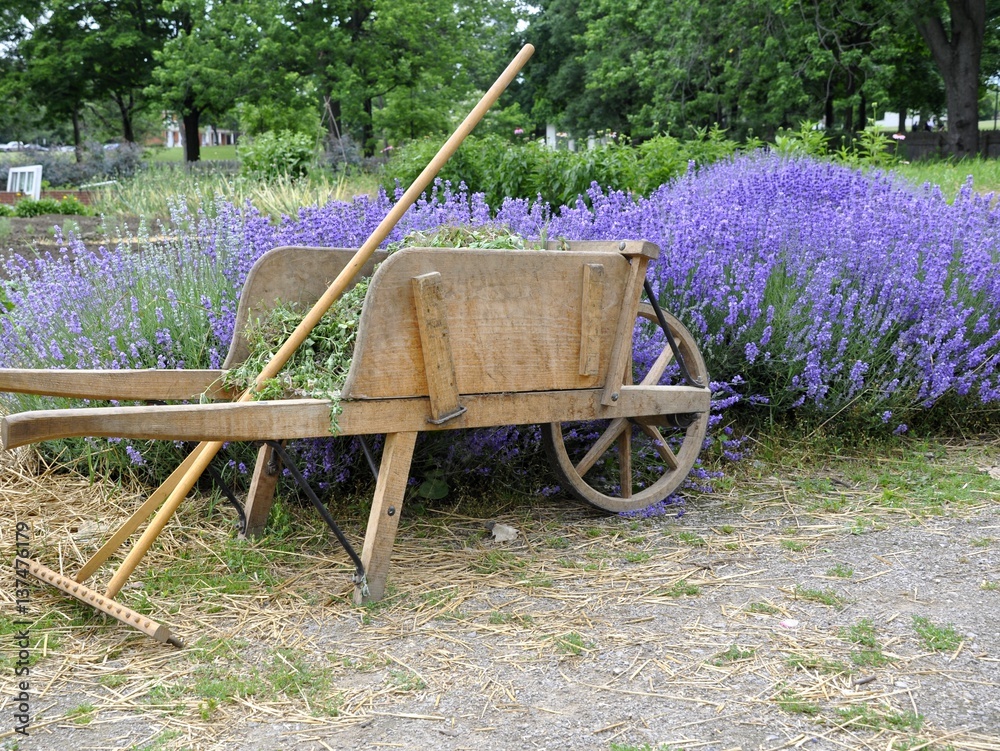 vintage wooden rake and wheelbarrow beside a lavender filled flowerbed in a garden 