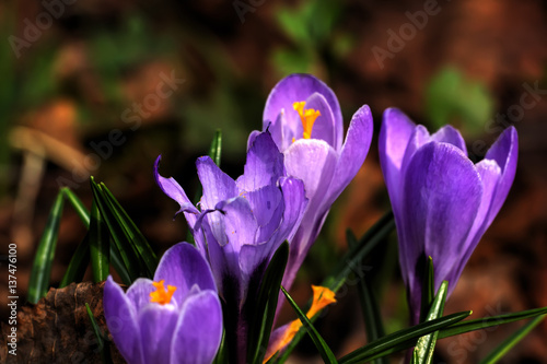 Obraz na płótnie The crocus flower blossoming in a spring garden. w salonie