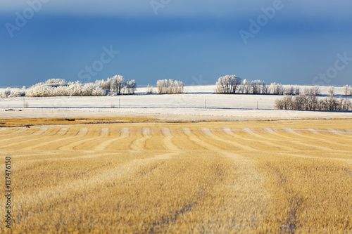 Snow covered stubble field with harvest lines and frosted trees in the background with blue sky and cloud cover; Rosebud, Alberta, Canada photo