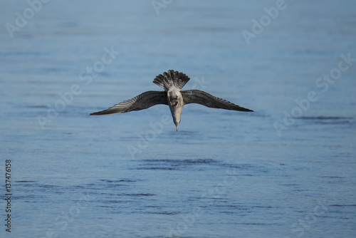 A Ring-billed Gull (Larus delawarensis) dives for fish in the Nicomen Slough; Deroche, British Columbia, Canada photo