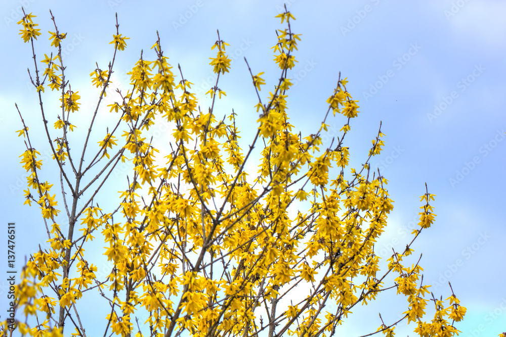 Blooming in spring garden bush forsythia. Rural.