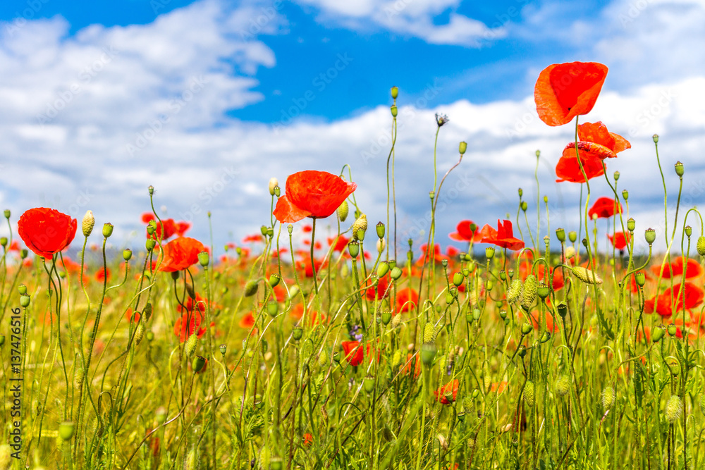 Obraz premium Wolkenhimmel über dem Mohnfeld