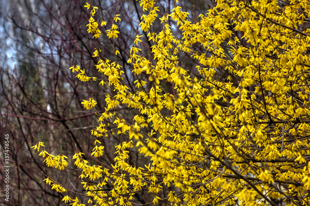 Blooming in spring garden bush forsythia. Rural. Blooming in spring garden bush forsythia. Rural.