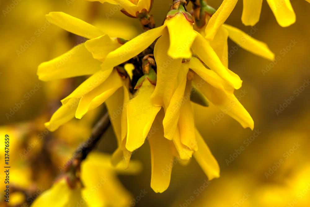 Blooming in spring garden bush forsythia. Rural.