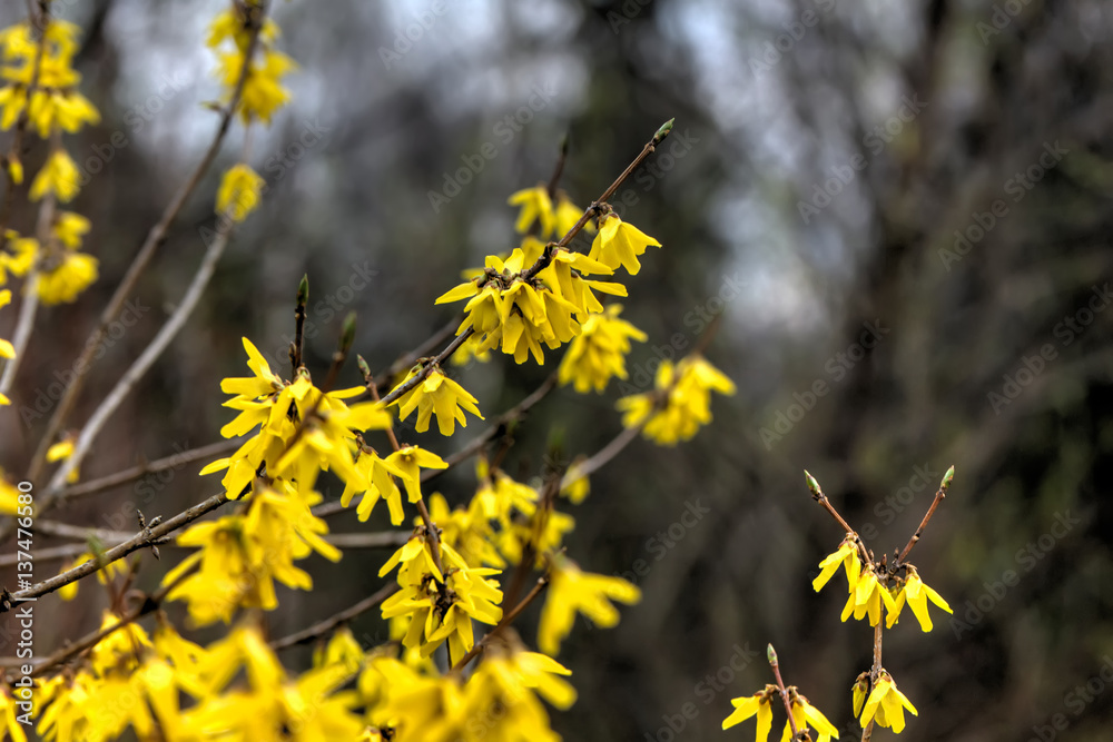 Blooming in spring garden bush forsythia. Rural.