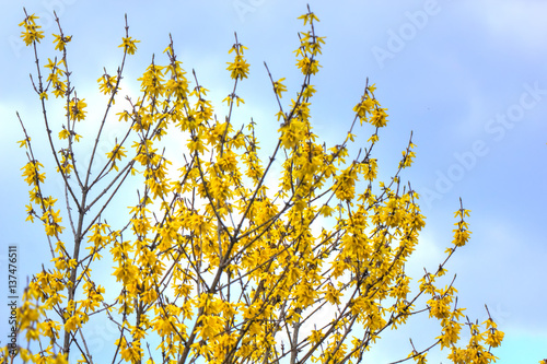 Obraz na płótnie Blooming in spring garden bush forsythia. Rural. w salonie