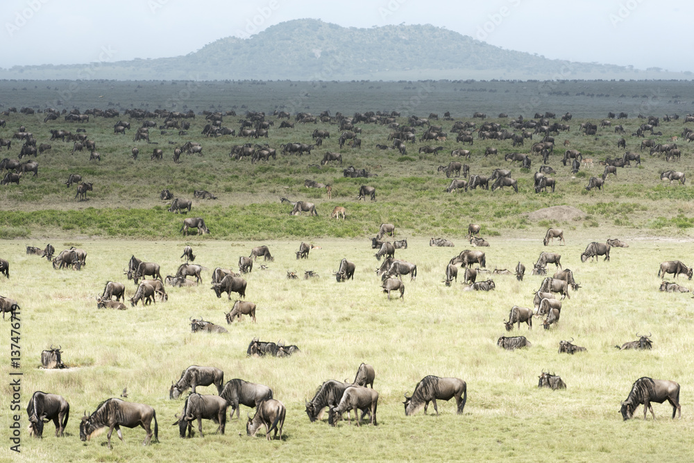Large herd of Wildebeest (Connochaetes taurinus) grazes on the Serengeti short grass plains near Ndutu, Ngorongoro Crater Conservation Area; Tanzania Large herd of Wildebeest (Connochaetes taurinus) grazes on the Serengeti short grass plains near Ndutu, Ngorongoro Crater Conservation Area; Tanzania