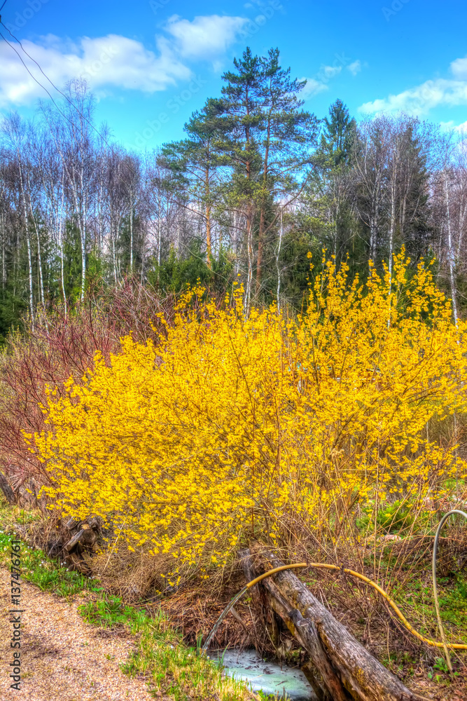 Blooming in spring garden bush forsythia. Rural.