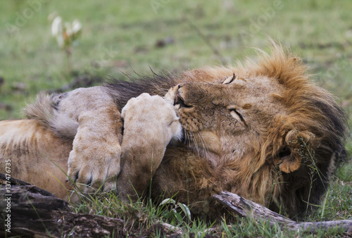 Male East African lion (Panthera leo nubica) licking his paw, Mara Naboisho Conservancy; Kenya photo