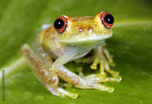 Peeping rain frog (Pristimantis lachrimosus) in the Peruvian Amazon