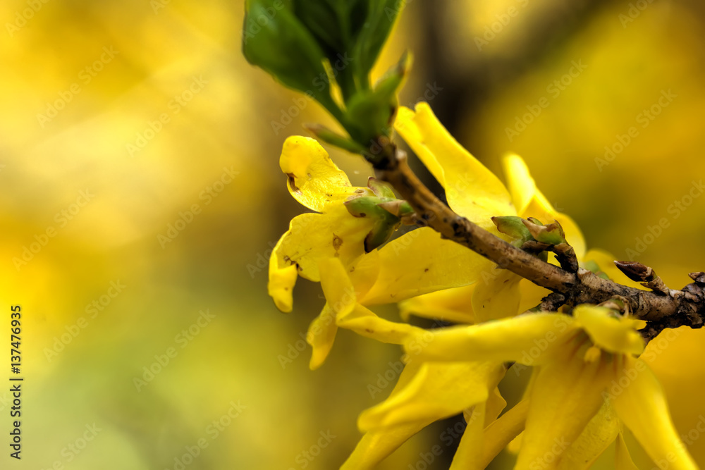 Blooming in spring garden bush forsythia. Rural.