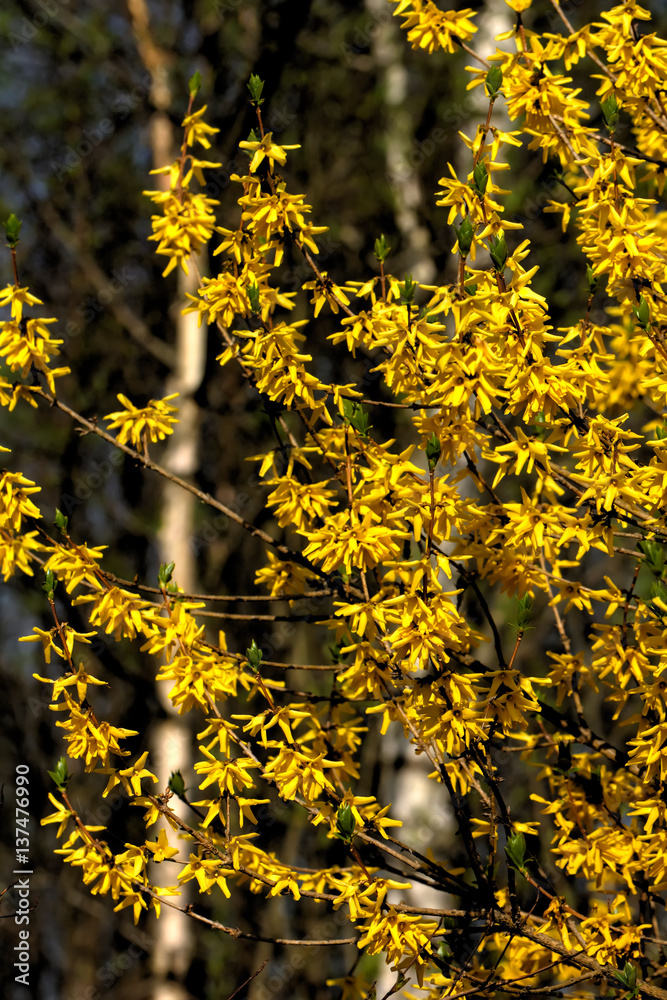 Blooming in spring garden bush forsythia. Rural.