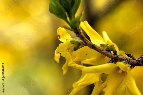 Obraz na płótnie Blooming in spring garden bush forsythia. Rural. w salonie