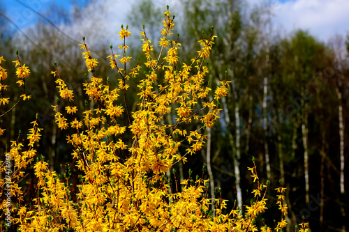 Obraz na płótnie Blooming in spring garden bush forsythia. Rural. w salonie