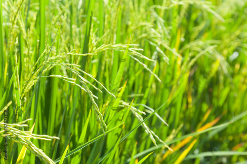 Rice in the rice fields