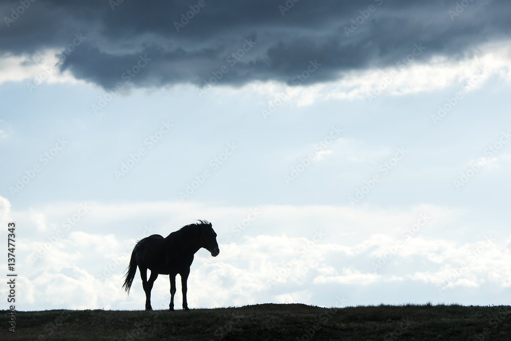 Silhouette of of a wild horse, Theodore Roosevelt National Park; North Dakota, United States of America Silhouette of of a wild horse, Theodore Roosevelt National Park; North Dakota, United States of America