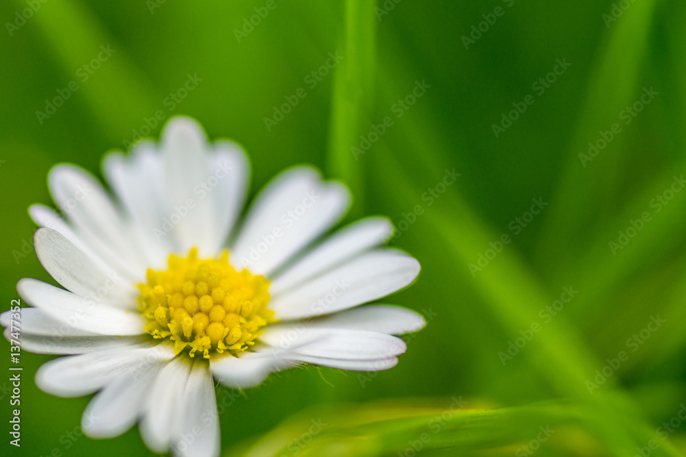 Fototapeta premium Gänseblümchen auf einer Wiese
