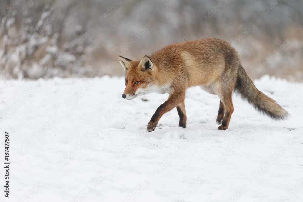 Red fox in a white winter landscape with fresh fallen snow
