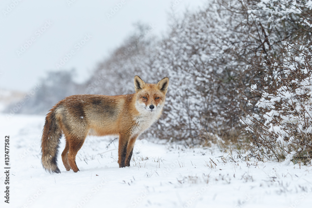 Red fox in a white winter landscape with fresh fallen snow
Red fox in a white winter landscape with fresh fallen snow
