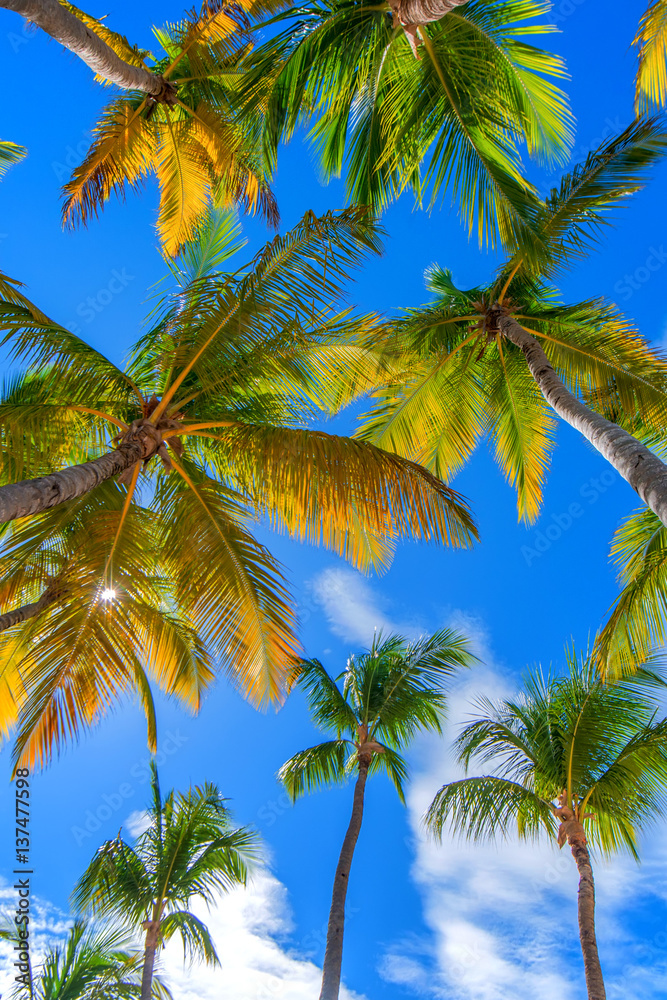 Tropical beach with palm trees