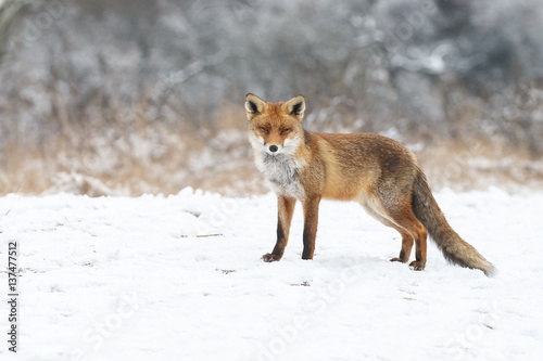 Red fox in a white winter landscape with fresh fallen snow 