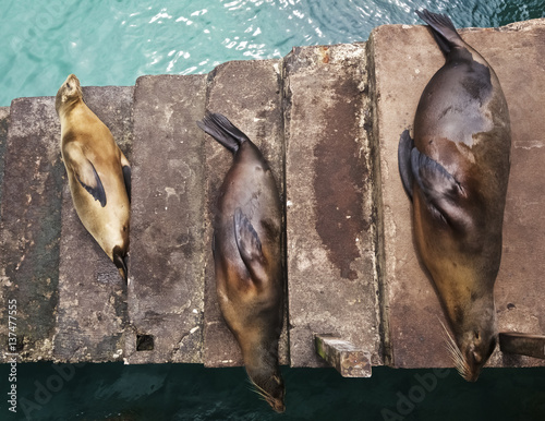 Sea lions dozing on harbor steps, Galapagos, Ecuador photo