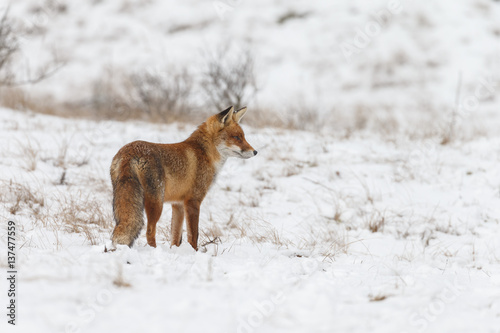 Red fox in a white winter landscape with fresh fallen snow 