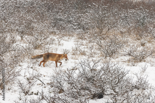 Red fox in a white winter landscape with fresh fallen snow   © Menno Schaefer