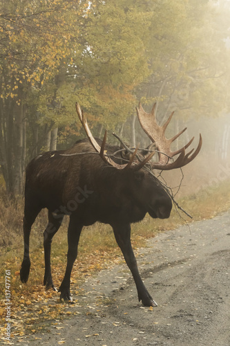 Wallpaper Mural Large bull moose (alces alces) on a road on a foggy morning near Point Woronzof Park; Anchorage, Alaska, United States of America Torontodigital.ca