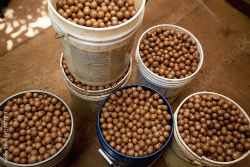 Buckets of unshelled nuts are seen at a macadamia farm; Hoolehua, Molokai, Hawaii, United States of America photo