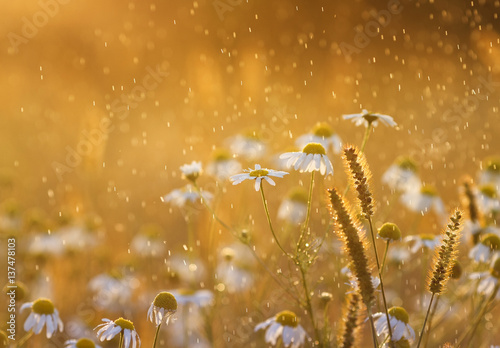 fluffy ears and white daisies glow in the bright summer sunshine in the rain