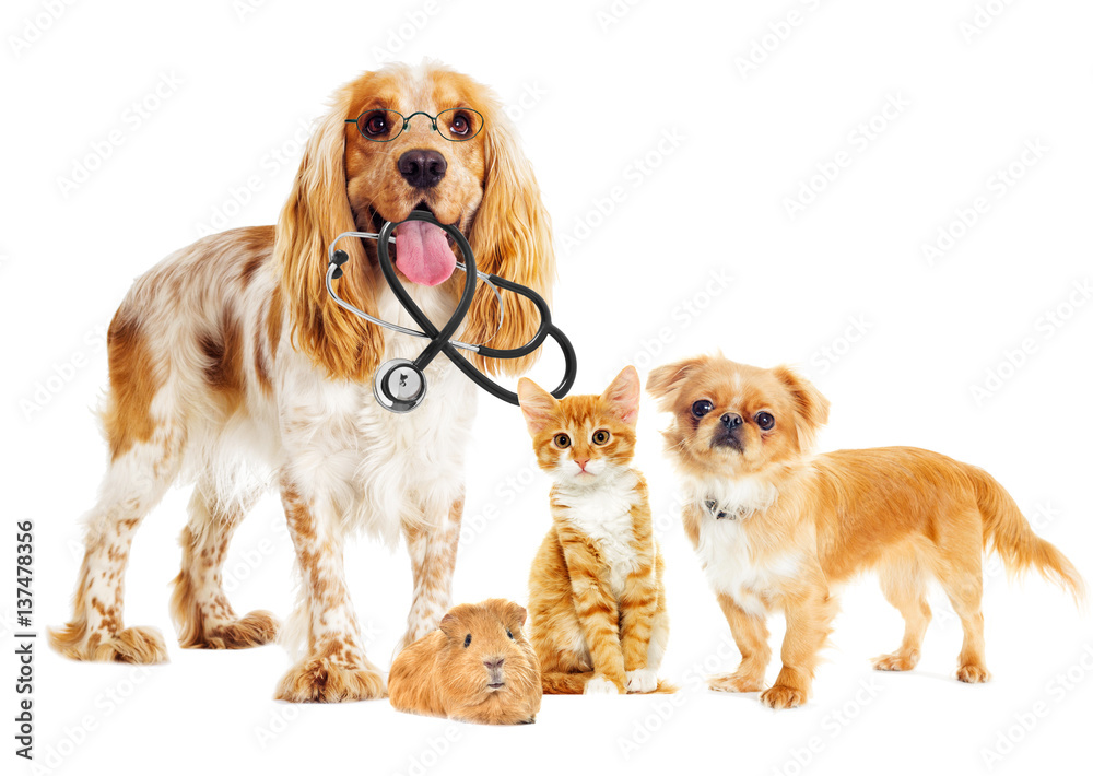 dog and cat veterinarian and a stethoscope and glasses