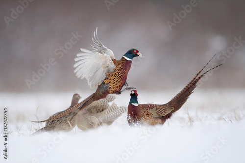 Pheasant photo