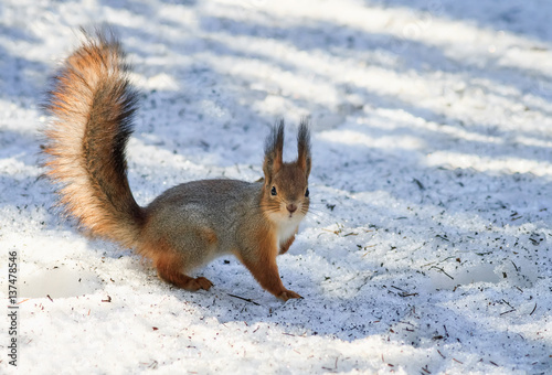  fluffy squirrel in the snow looking for food in the winter in the woods © nataba