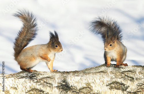 two cute red-haired squirrel standing on a tree in Park at winter