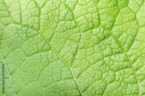 background texture of a young green leaf