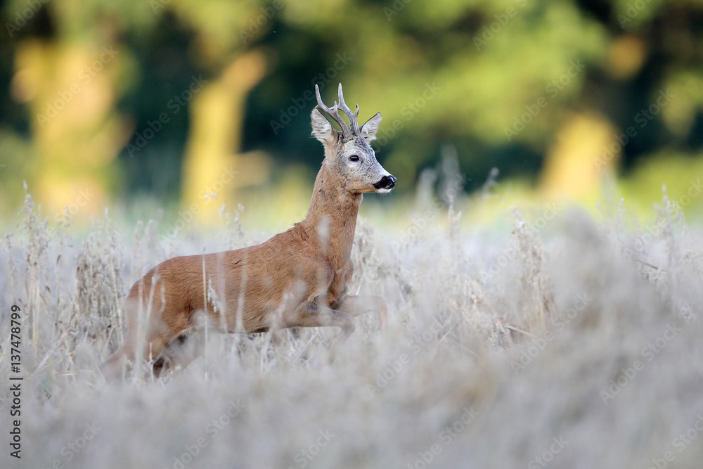 Roe deer Roe deer