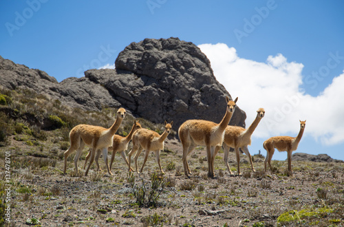 Vicugnas on Chimborazo trail