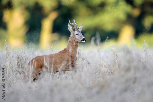 Roe deer