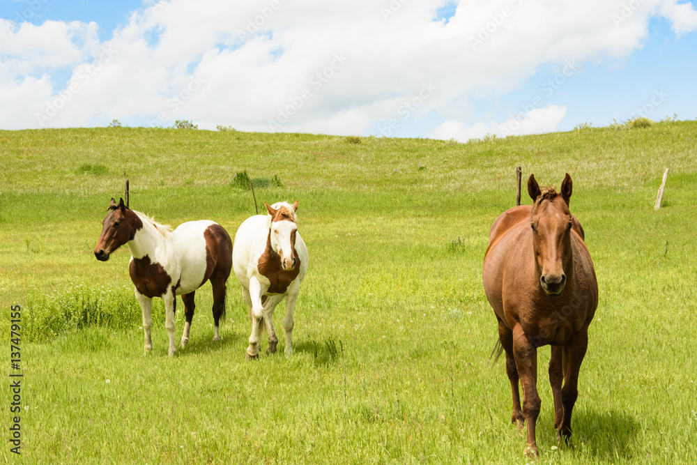 Horses on the Range Horses on the Range