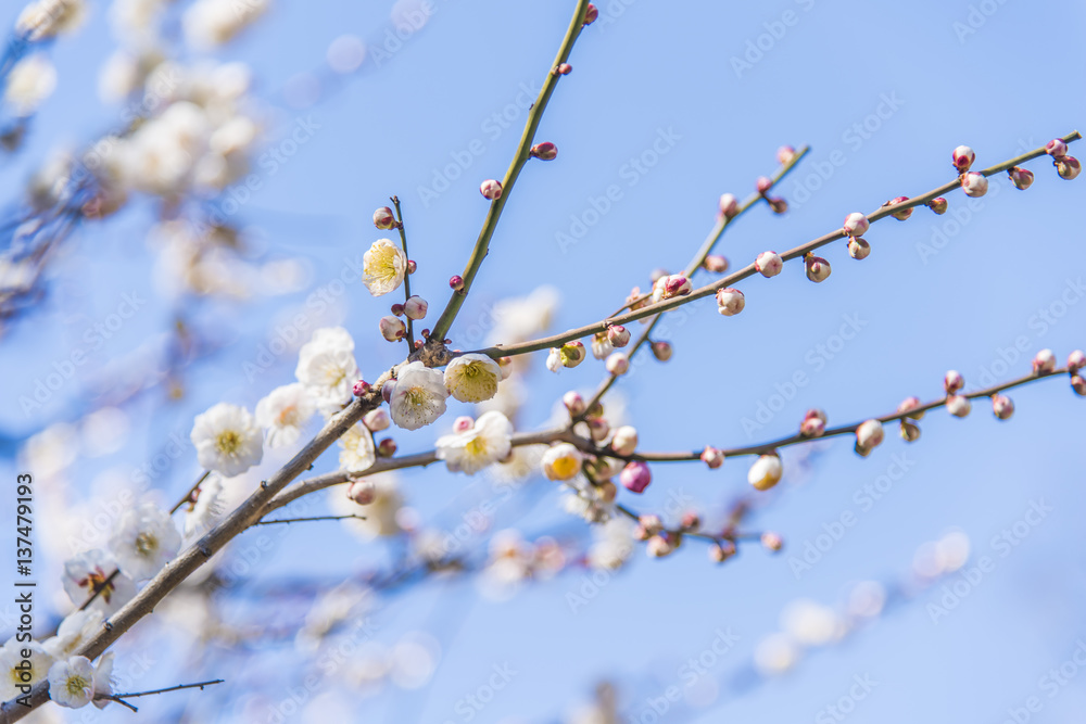 梅の花 梅の花