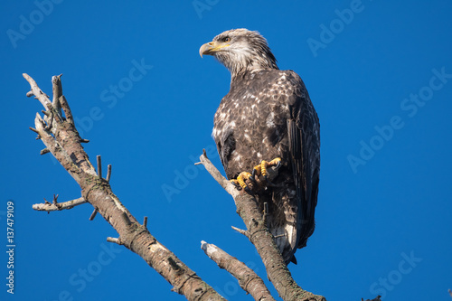 Immature Bald eagle sitting is dead tree looking regal