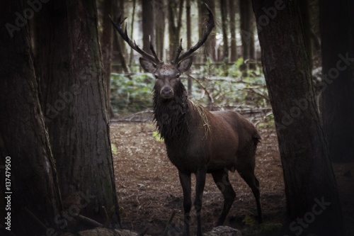 Stag © Mark