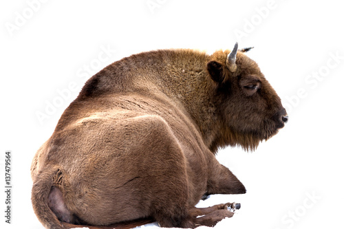 European bison (Bison bonasus) isolated on a white background photo