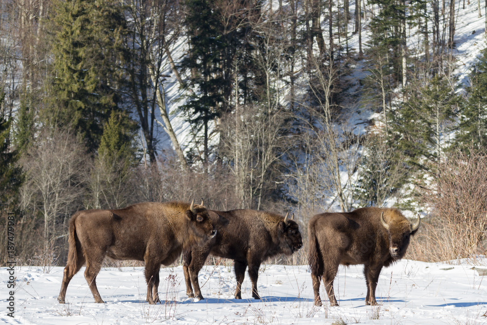 European bison winter in Carpathians
