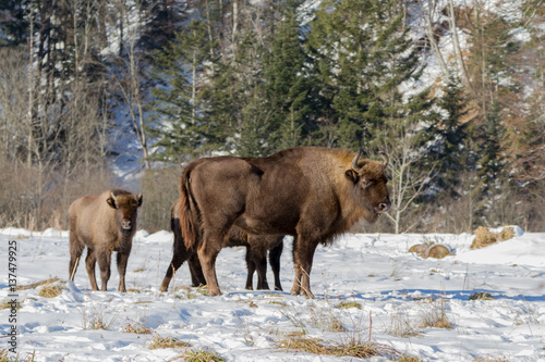 European bison winter in Carpathians © ihorhvozdetskiy
