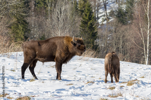 European bison winter in Carpathians