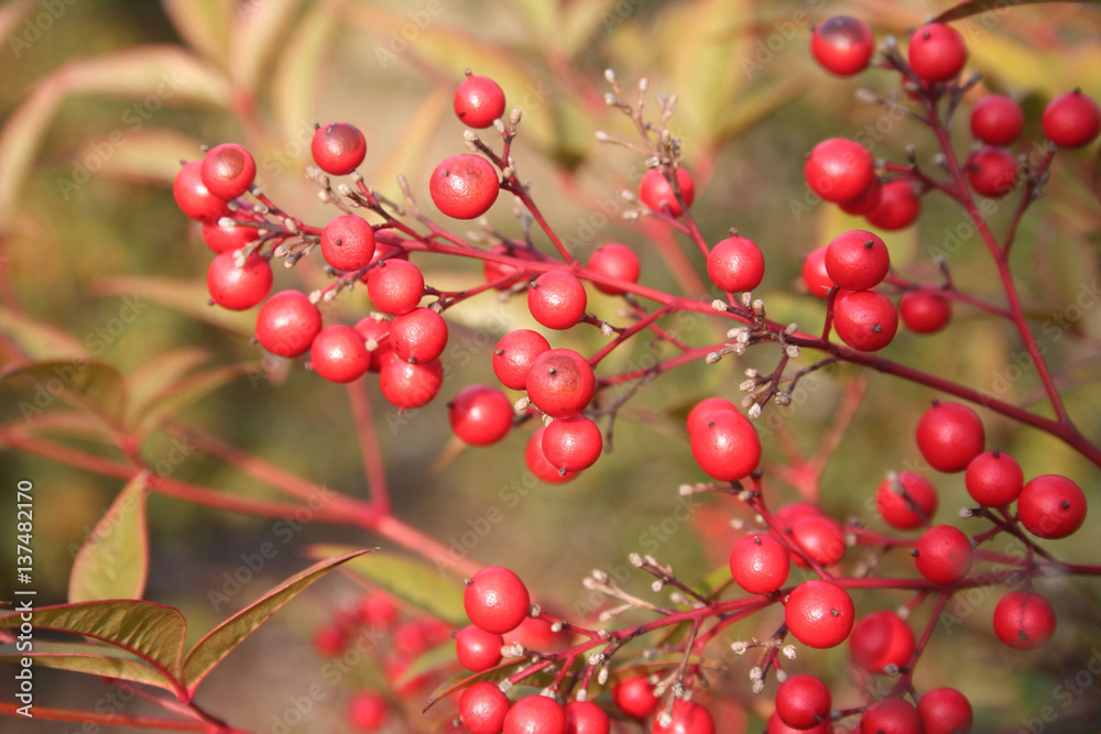 Ramo di Nandina domestica con bacche rosse.
Bambù sacro in giardino Ramo di Nandina domestica con bacche rosse.
Bambù sacro in giardino