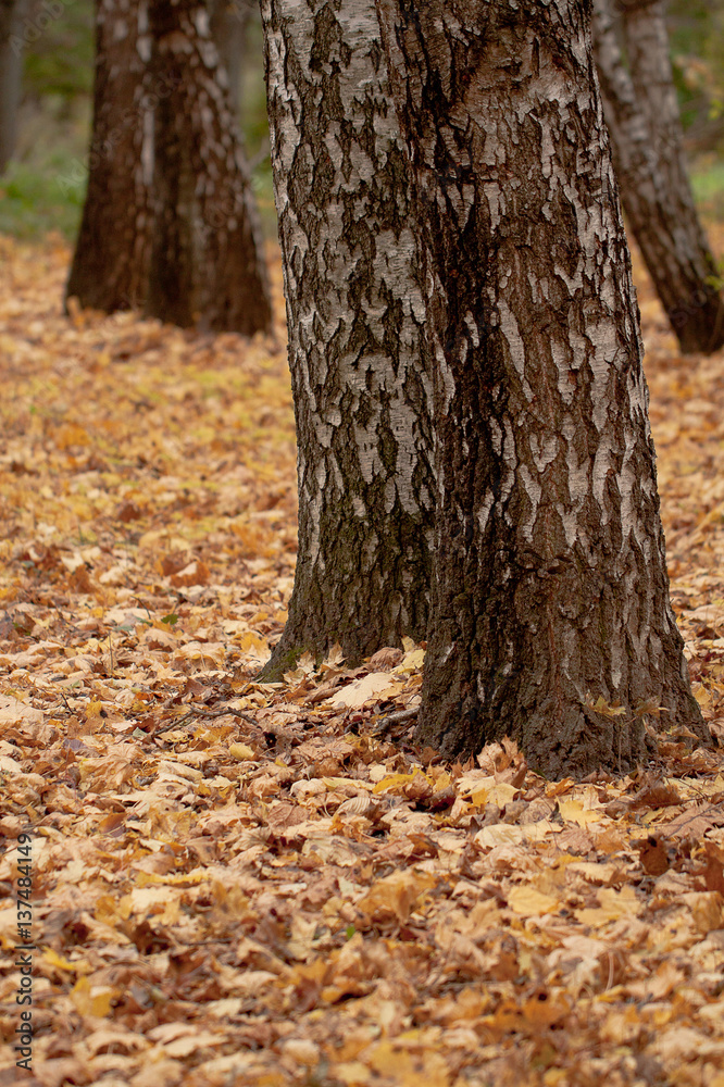 autumn forest with birch tree trunks and fallen yellow leaves autumn forest with birch tree trunks and fallen yellow leaves