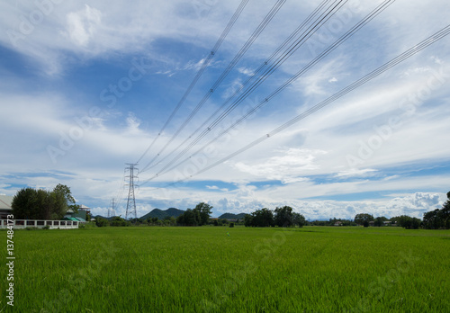 Image of green rice field with blue sky in countryside